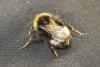 Bombus sp.